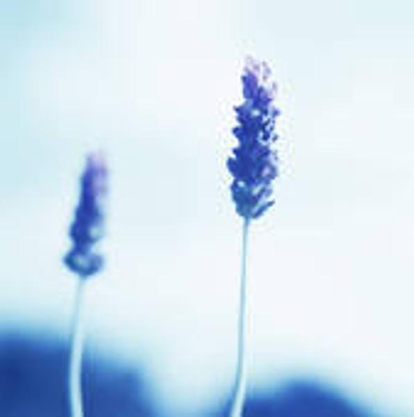 Lavender Mt Blanc (Lavendula officinalis)