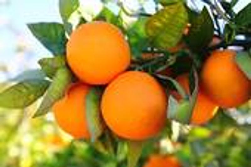 Orange Sweet (Citrus sinensis)