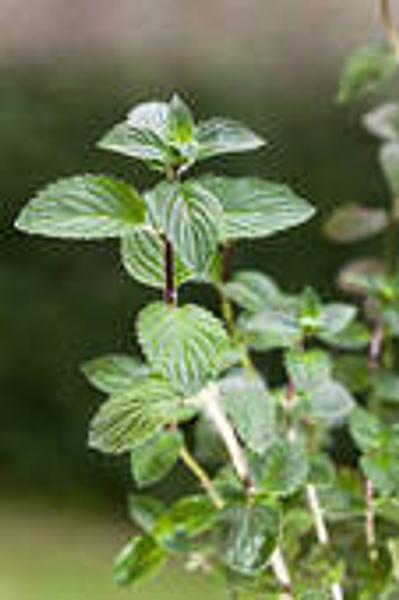 Peppermint (Mentha arvensis)