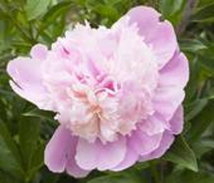 Rose Geranium (Pelargoneum roseum)